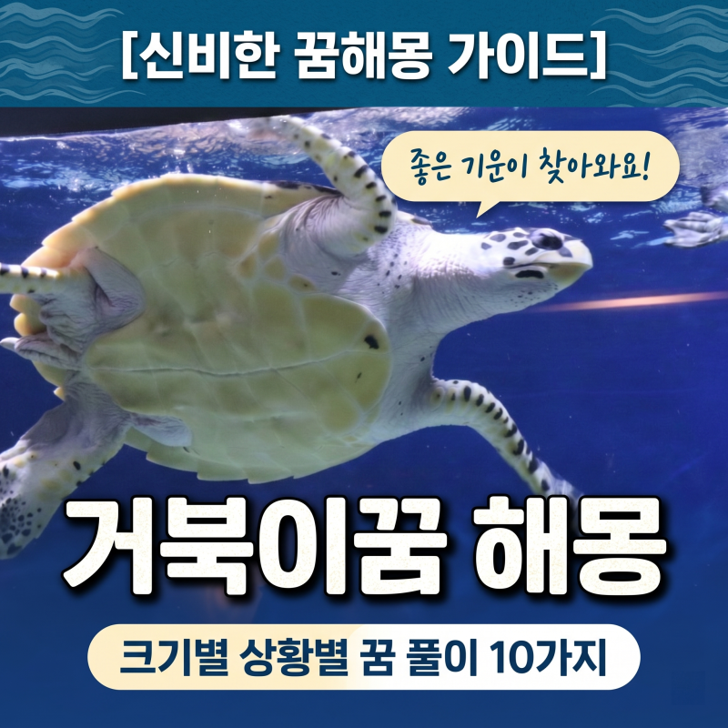 거북이꿈 해몽 크기별 상황별로 보는 명확한 꿈 풀이 10가지 모음