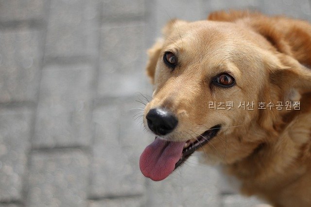 리츠펫 호수공원점 사진 5