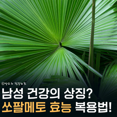 쏘팔메토 효능 탈모에 좋을까? | 부작용, 권장량, 복용시간