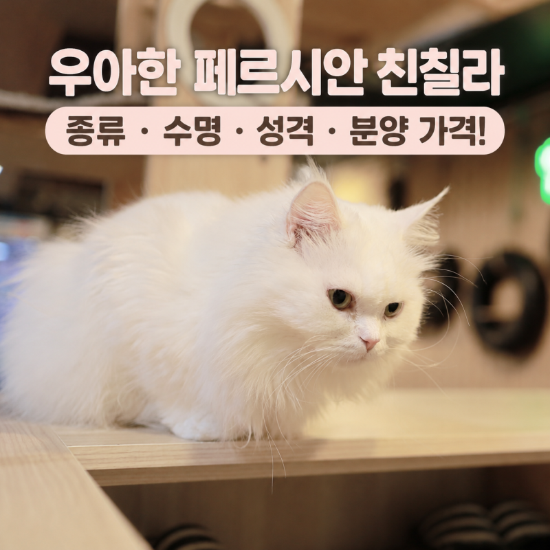 우아한 페르시안 친칠라 고양이 종류 수명 성격 분양 가격!
