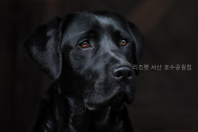 리츠펫 호수공원점 사진 2