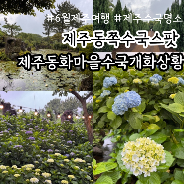  제주 동쪽 구좌 가볼만한곳 제주 수국명소 수국스팟 제주동화마을 6월 수국 개화상황 & 제주동화마을 즐길거리 볼거리 (26.6.9일방문)