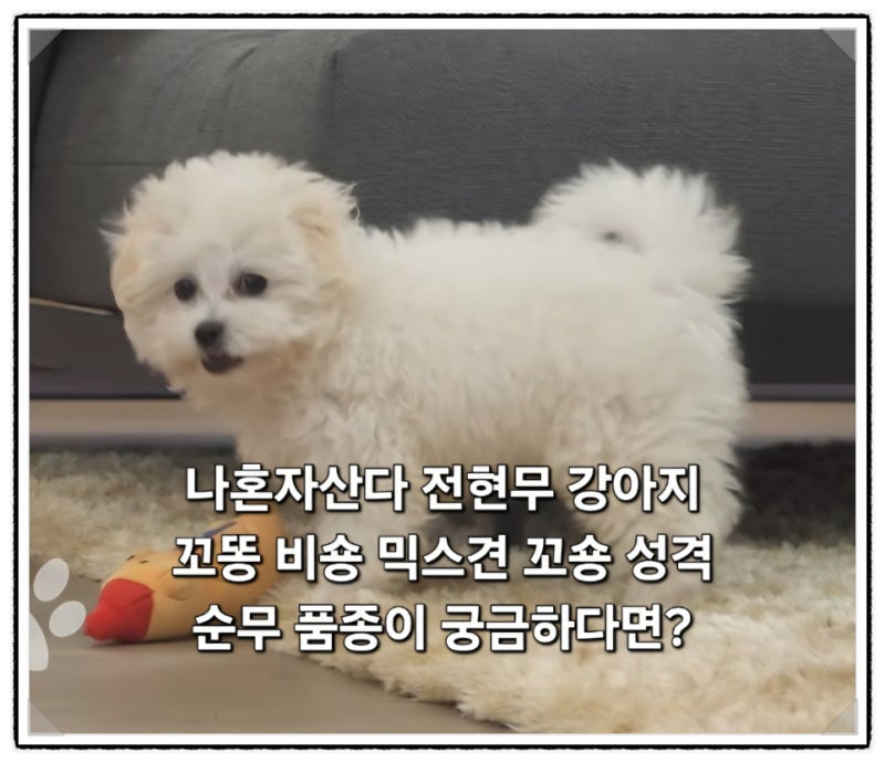 나혼자산다 전현무 강아지 꼬똥 비숑 믹스견 꼬숑 순무 견종이 궁금하다면!