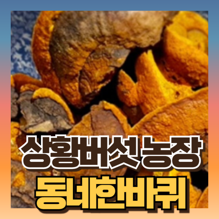 <b>동네한바퀴</b> 강화도 상황버섯 농장 온라인 택배 주문방법... 