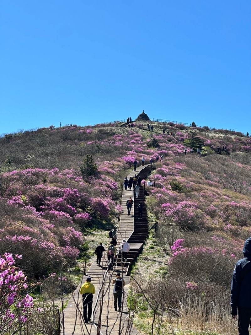 지리산 노고단 털진달래 만개 시기, 봄 산행 솔직 후기