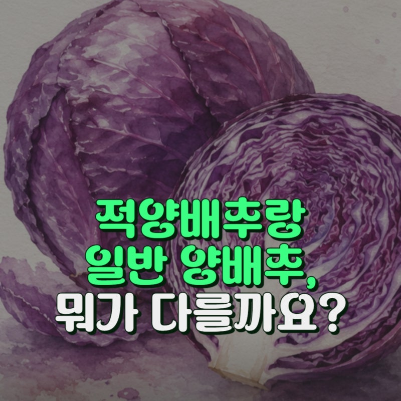 적양배추 효능 5가지 양배추 차이 한눈에 정리