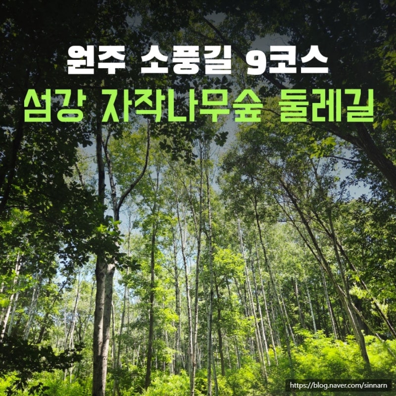 원주 소풍길 9코스 섬강 자작나무숲 둘레길 주차 코스 소요시간
