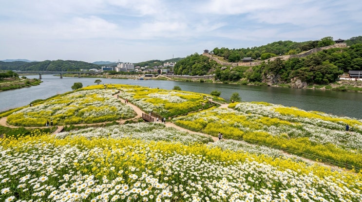  알록달록한 꽃은 이제 그만! 6월 새하얀 눈꽃 세상, 초여름 화이트 필드 TOP 3 (평창 청옥산·부안 변산마실길·공주 미르섬)