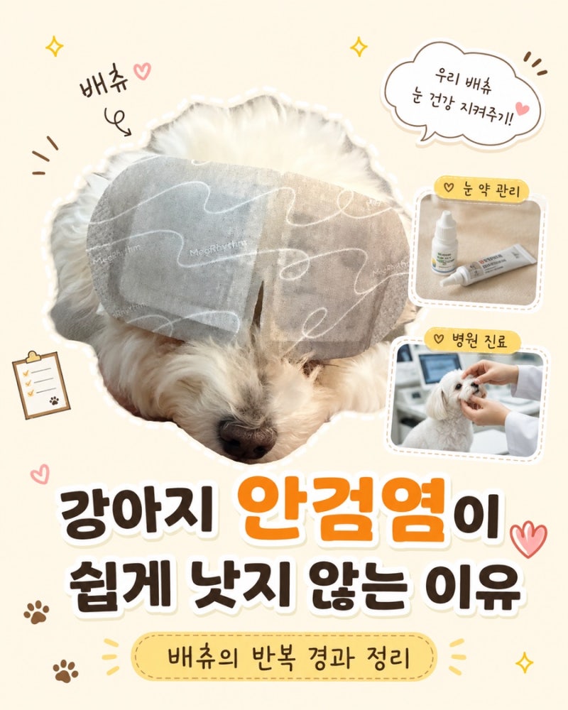 강아지 안검염이 쉽게 낫지 않는 이유｜배추의 반복 경과 정리