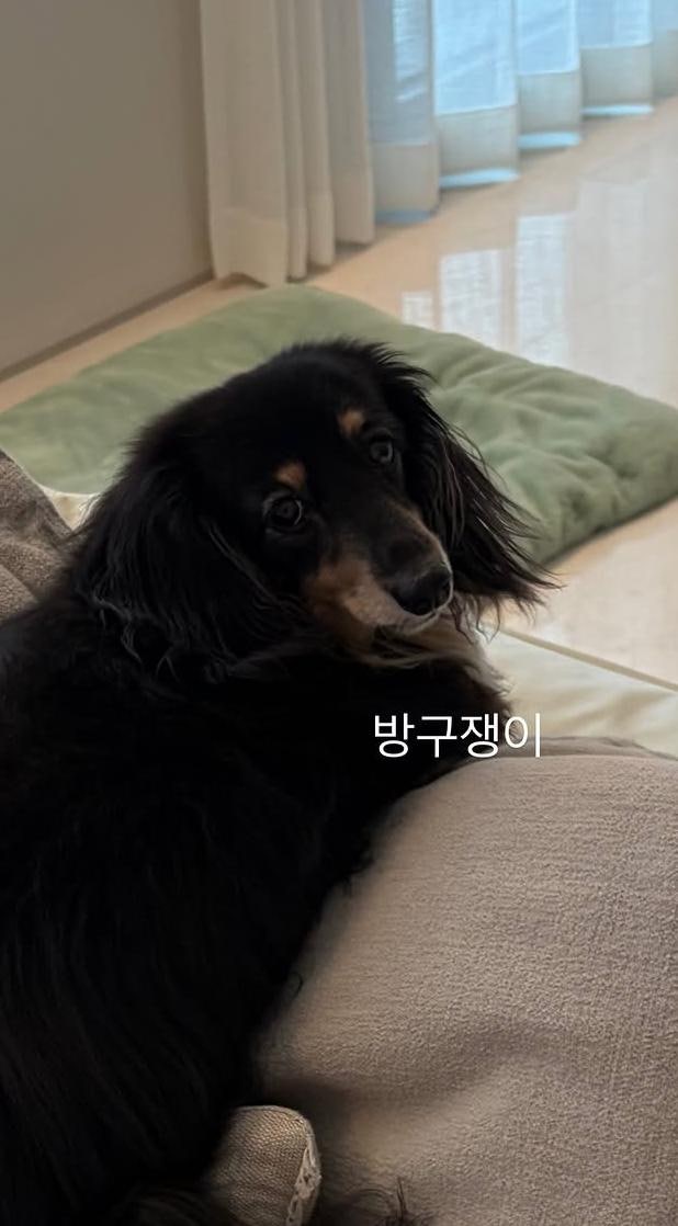 "언팔 했는데 호영 사진은 그대로" 정경호 최수영 결별 뒤 다시 주목받은 반려견 이름