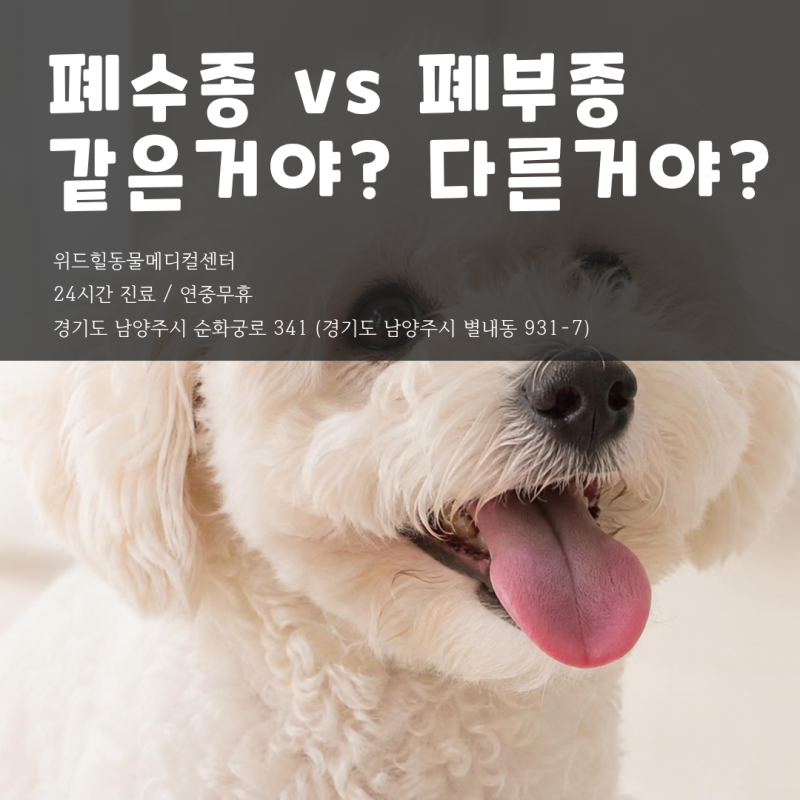 남양주 24시 동물병원, 강아지 폐부종 폐수종 차이 쉽게 알려드려요