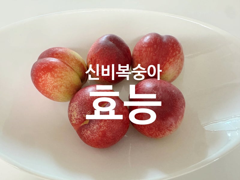신비복숭아 효능 제철 수확시기 후숙 보관방법 총정리
