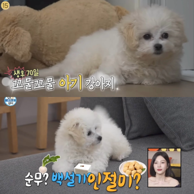 전현무 강아지 입양 견종 이름은 순무 까불이 반가워!