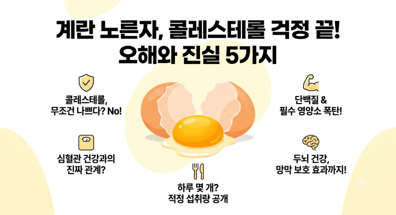계란 노른자, 콜레스테롤 걱정 끝! 하루 몇 개까지 안전할까? (오해와 진실 5가지)