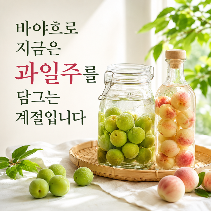 바야흐로 지금은 과일주 담그는 계절입니다.* 매실주와 개복숭주 이야기.