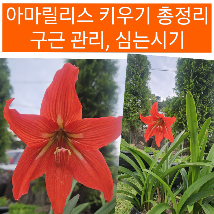아마릴리스 키우기 종류 구근관리 월동에 관하여