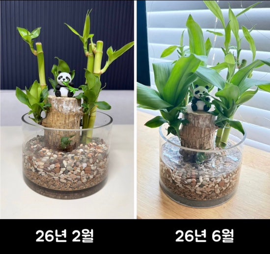 [그꽃이알고싶다] 행운목 파헤치기, 생장과정, 다양한 식재방법, 행운목 꽃, 행운목 키우기 ....
