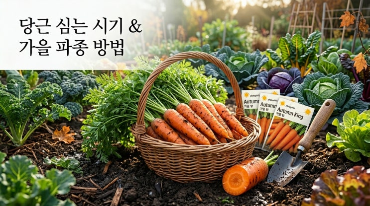  당근 심는 시기 및 가을 파종 시기 재배법