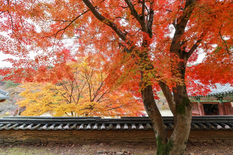 [공주 마곡사 단풍] 공주 단풍명소로 이름난 사찰, 걷기 좋은 백범 명상길