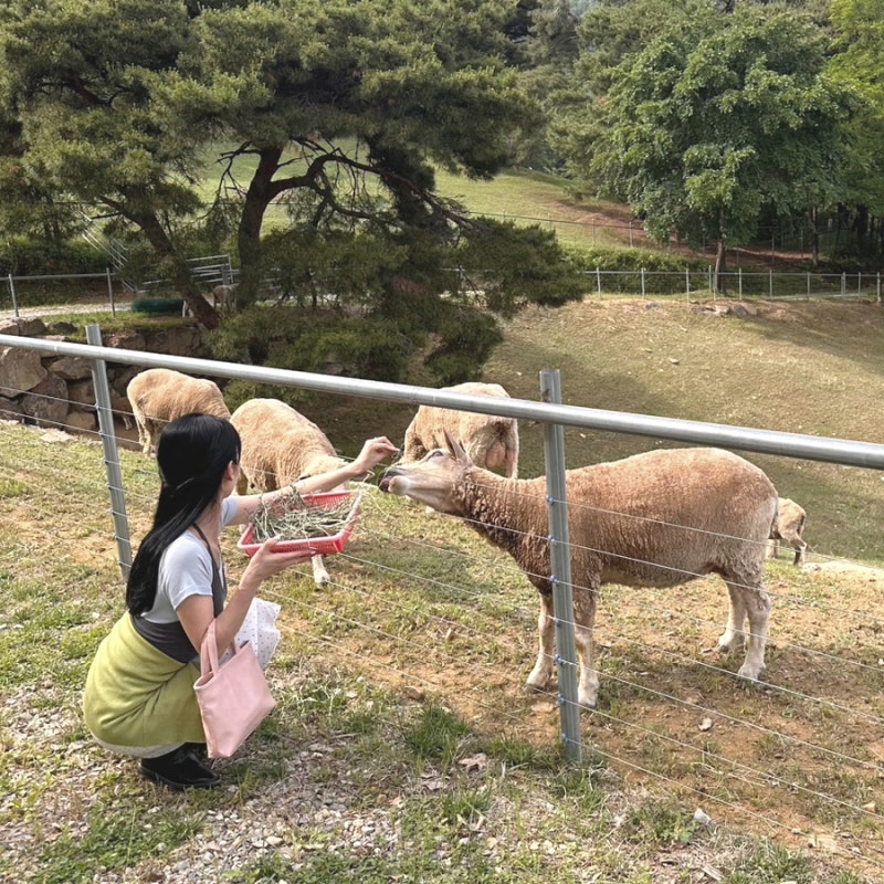 대구 근교 가볼만한 곳, 초여름 꼭 가봐야하는 국내여행지 칠곡양떼목장