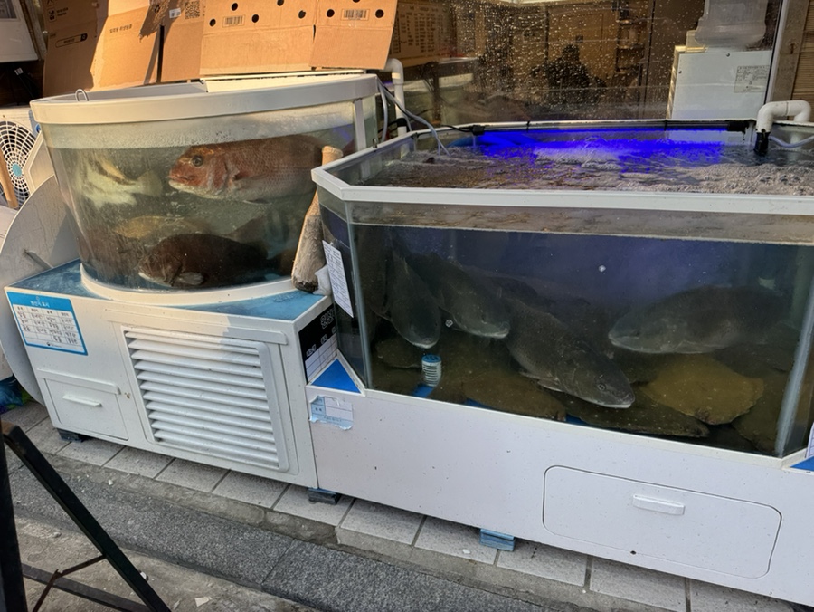 광어야 왜우럭 사진 3