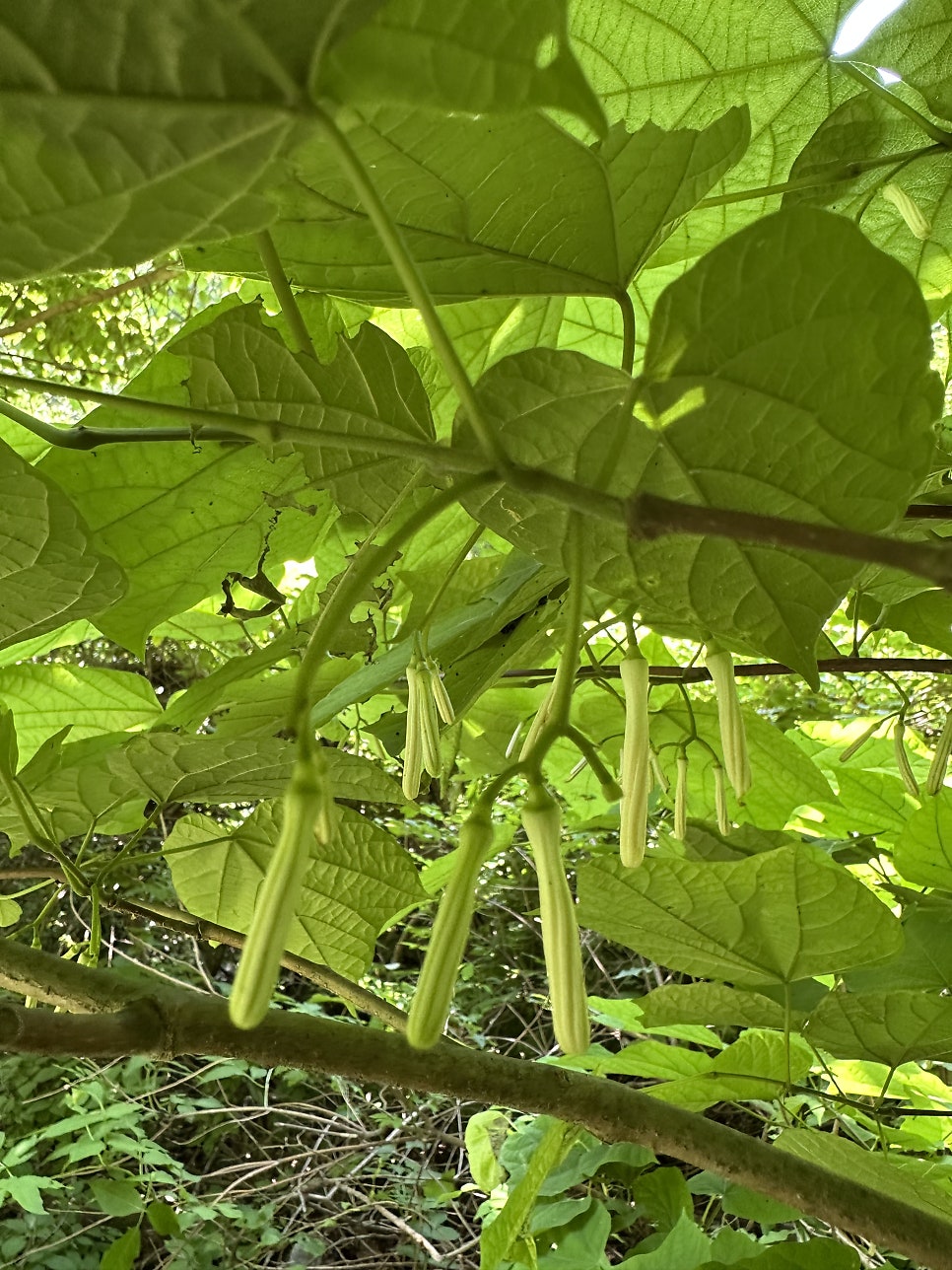 대성산 사진 5