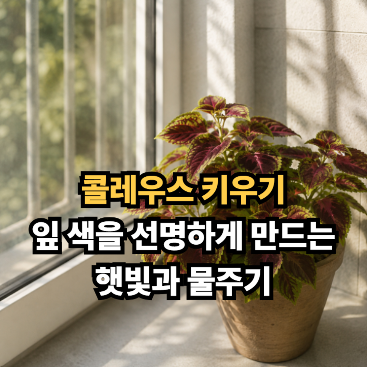 콜레우스 키우기, 잎 색을 선명하게 만드는 햇빛과 물주기