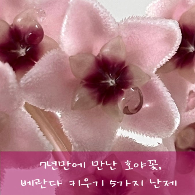 카르노사 호야 키우기: 베란다에서 겪은 5가지 어려움과 해결법
