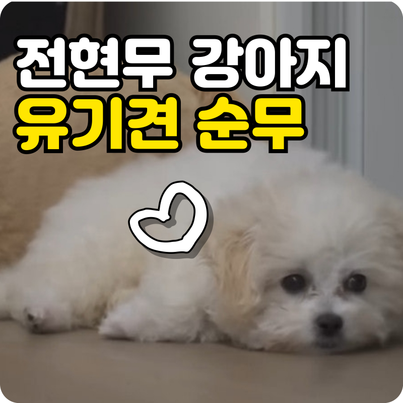전현무 강아지 순무 입양 스토리, 번식장 구조견이 가족이 되기까지