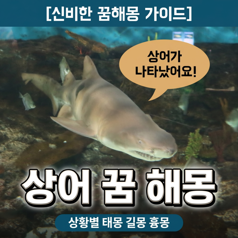 상어 꿈 해몽 상황별 태몽 및 재물운 완벽 정리