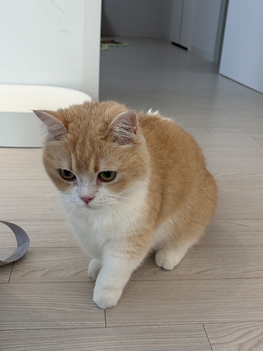 애니피아동물병원 사진 4