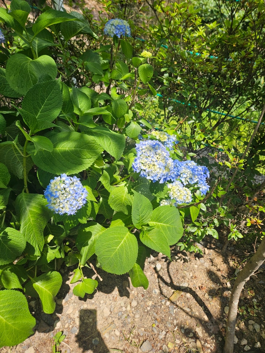 아르체마레 사진 6