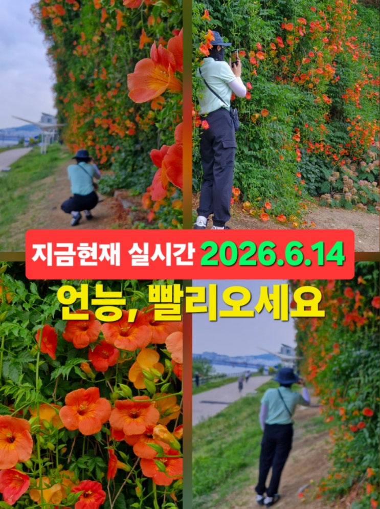 서울 <b>능소화</b> 명소 뚝섬 한강공원 <b>능소화</b> 실시간 개화 위치 주차