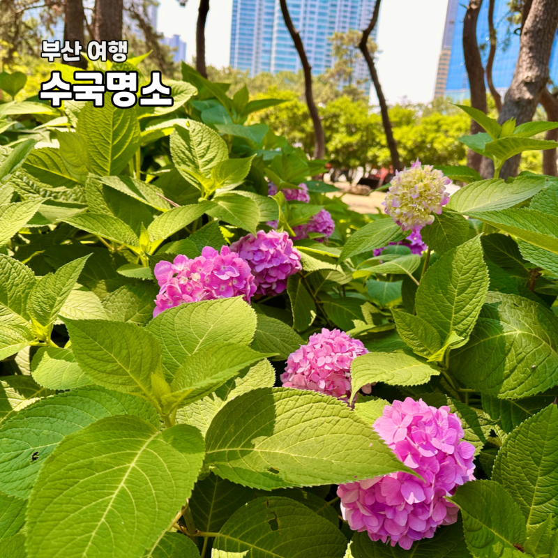 부산 6월 여행지 수국 명소 해운대 송림공원 오륙도 해맞이 공원