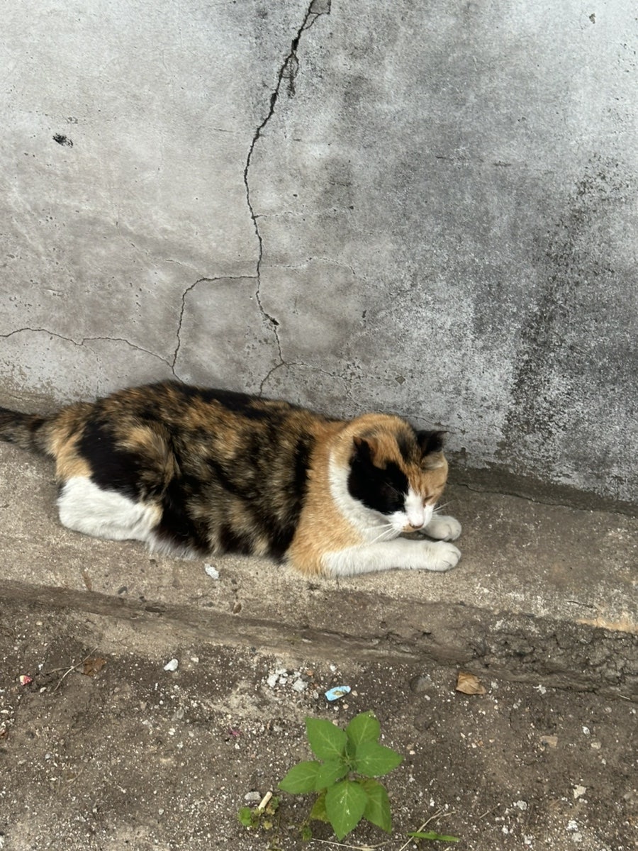 Oreuno Sinyongsanjeom photo 5