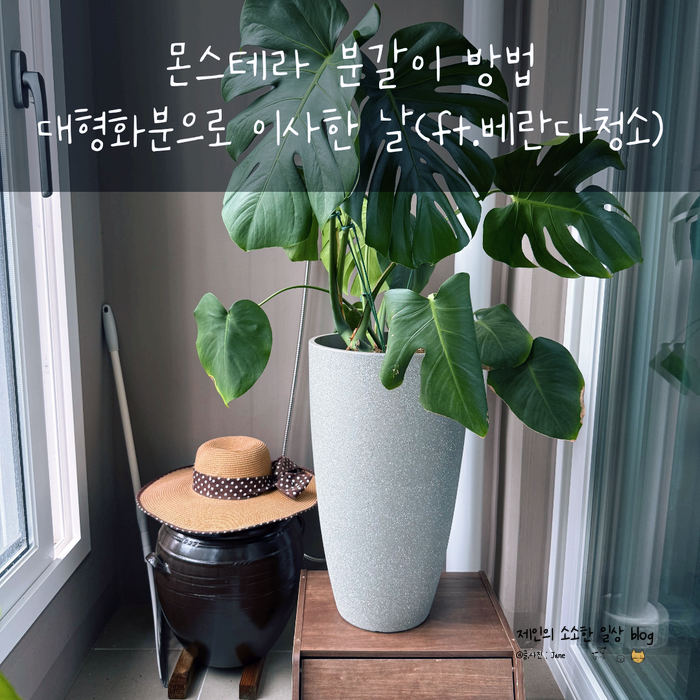 몬스테라 분갈이 방법 대형화분으로 이사한 날 (ft.베란다청소)