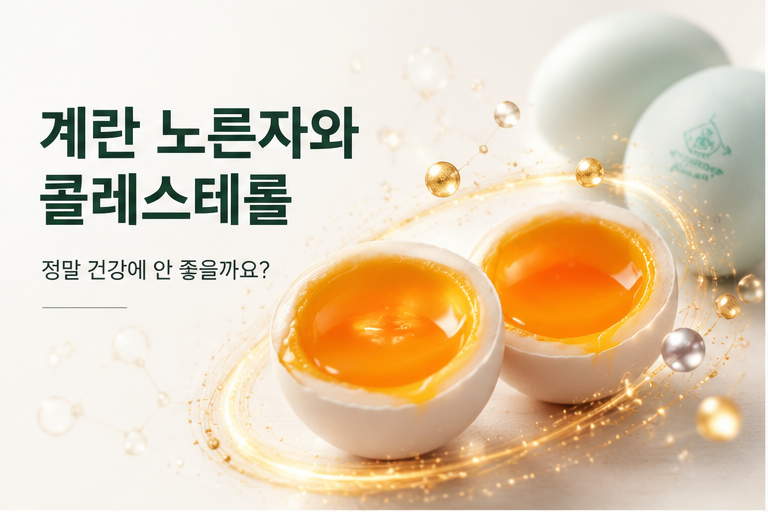 계란 노른자 콜레스테롤 정말 건강에 안 좋을까