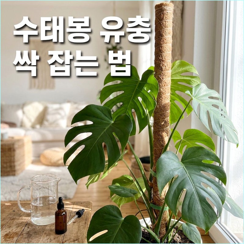 수태봉 곰팡이 끈질긴 뿌리파리 유충 학살하는 빅카드 1:2000 관수법 (비오킬 한계)