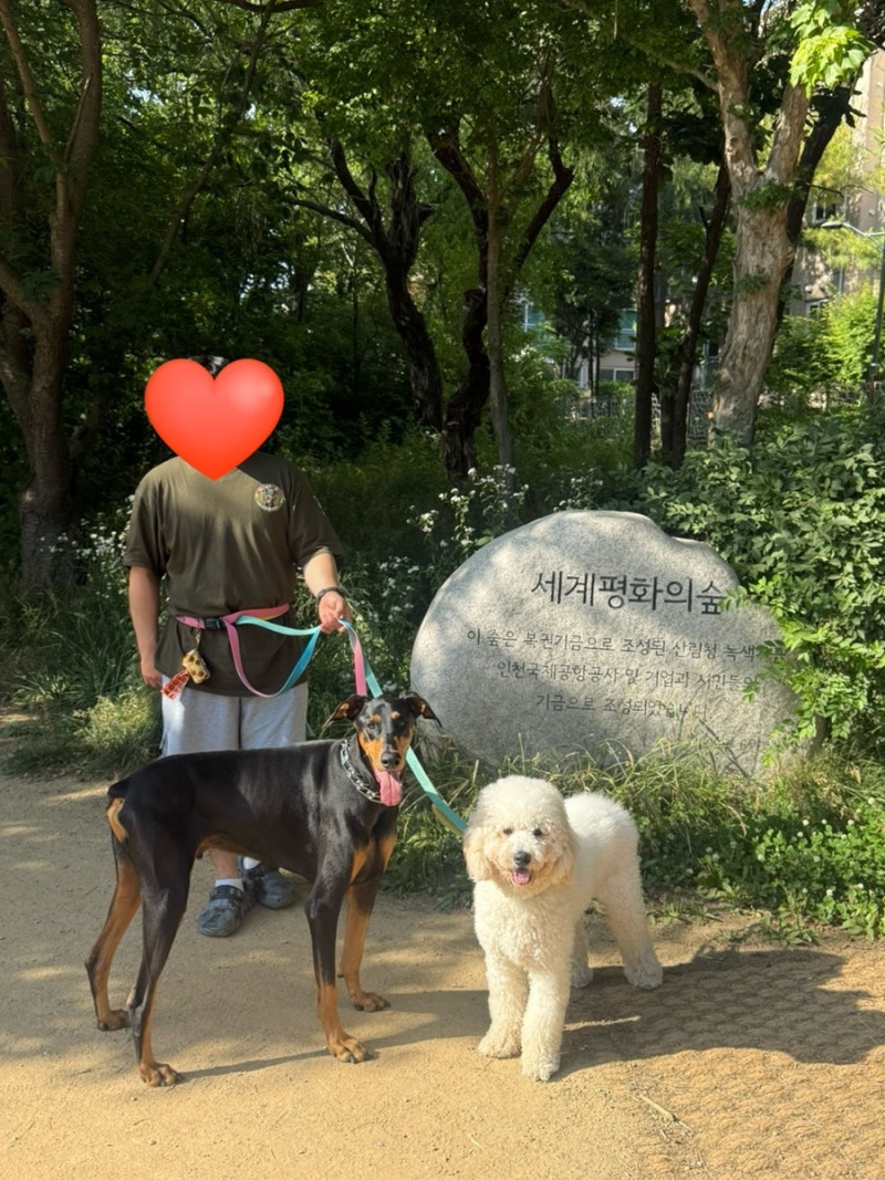 영종도 강아지 산책하기 좋은 곳, 세계평화의 숲 여름에도 시원한 숲길