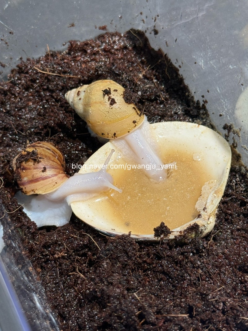 아이가 키우는 달팽이(알을 낳았어요)