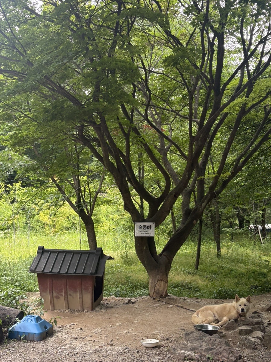 강촌밸리글램핑 사진 5
