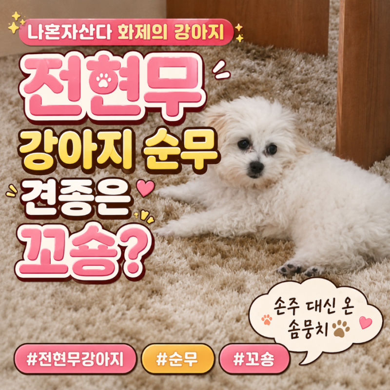 전현무 강아지 순무, 꼬숑 믹스견이었어?