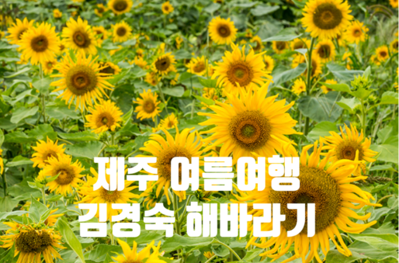 제주 해바라기 보고 싶으면 김경숙 해바라기 농장 추천이요ㅣ6월 직접 다녀왔어요