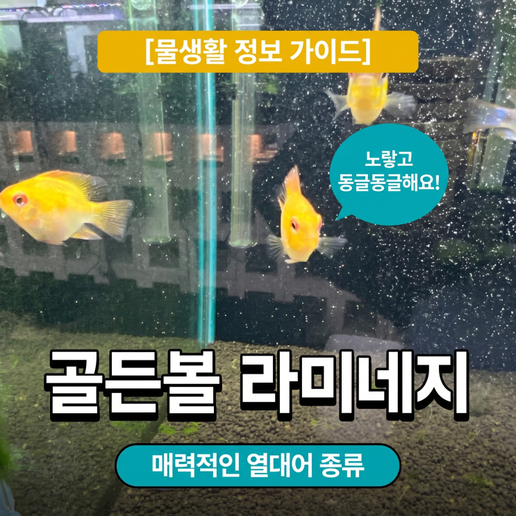 열대어 종류 <b>골든볼</b> 라미네지 특징