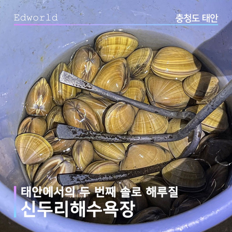 태안 해루질 조개잡기 초보자도 대박 신두리해수욕장 포인트
