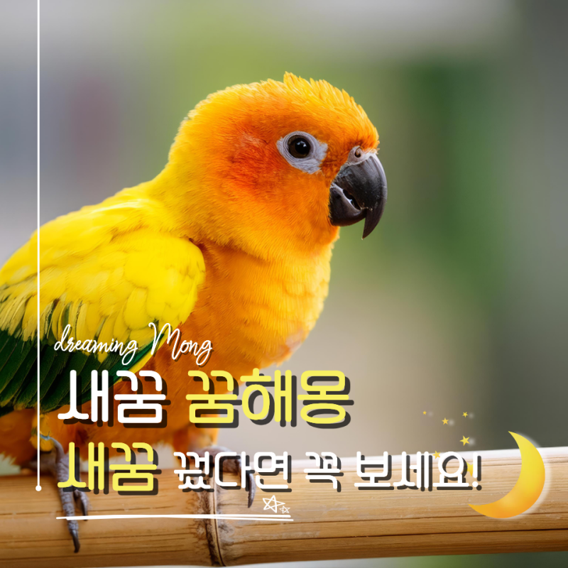 새를 잡는 꿈 해몽, 재물운과 성공운의 신호일까?