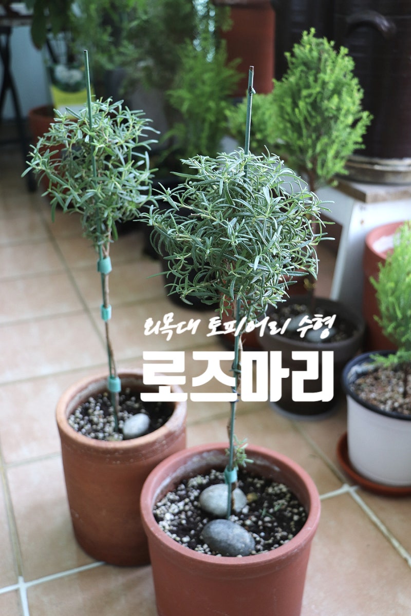 로즈마리 키우기 외목대 가지치기 토피어리 수형 만드는과정