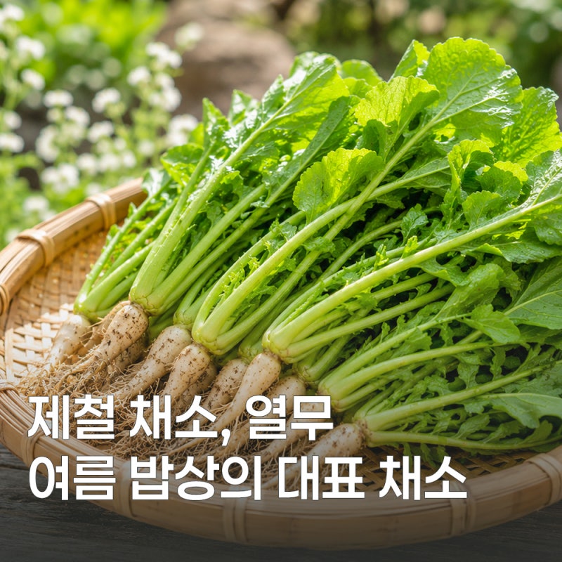 여름 제철 열무 효능과 칼로리 먹는 법 정리