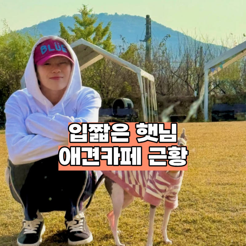 입짧은햇님 파주 애견카페 사장 변신, 논란 이후 선택한 진솔한 행보와 매장 정보