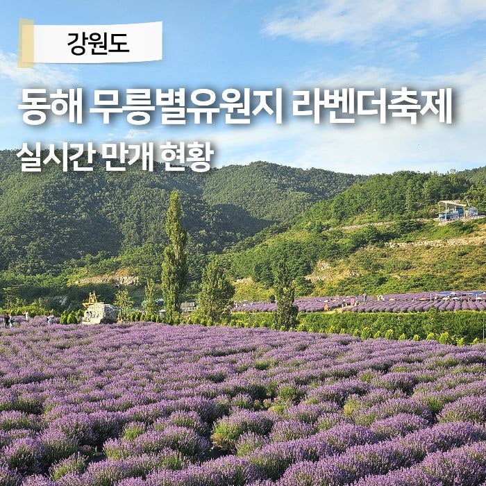 강원도 동해 가볼만한곳 라벤더 축제 무릉별유천지 6월 국내여행지 추천